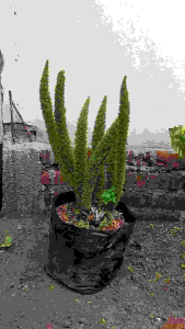 Bibit Tanaman Hias Cemara Ekor Tupai Super