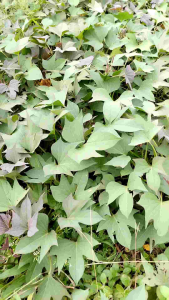 daun ubi jalar daun ubi fresh sayuran segar isi 2 ikat