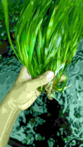 cây hẹ nước thủy sinh trang trí hồ cá thủy sinh