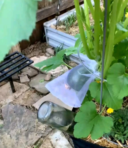 5 BUTIR BENIH TANAMAN ZUKINI | ZUCCHINI BULAT HIJAU