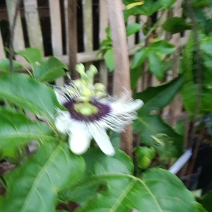 bibit buah markisa merah berbunga