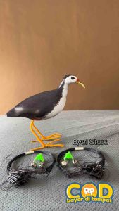 Jebakan Jerat Burung ruak ruak sawah kareo padi