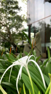 Gamis terbaru Janna Kids Mahira Indonesia