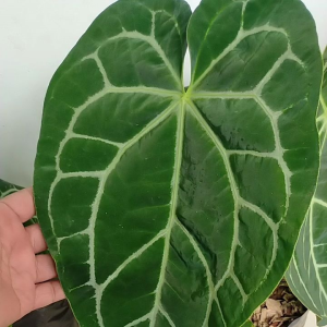 Anthurium Kuping Gajah Daun JUMBO - Tanaman Hias Crystallinum JUMBO