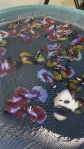 ปลากัด ฮาฟมูน เพศผู้ สุ่ม4ตัว ไม่ใช่ปลาเหยื่อนะคะ เกรดส่งออกทุกตัวค่ะ มีรับประกันสินค้าระหว่างจัดส่ง