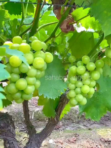 Bibit Anggur Import Harold Grafting Valid Murah Berkualitas