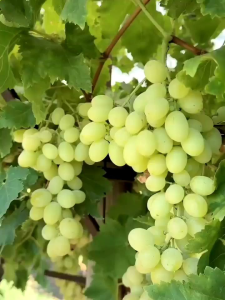 Bibit Anggur Import Heliodor Grafting Valid Murah Berkualitas