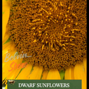 (-+20 butir) Benih bunga matahari dwarf import [kemasan pabrik]