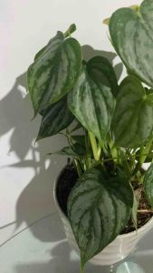Brandtianum Philodendron (ESTABLISHED)