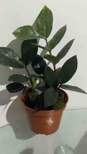 Dwarf Raven ZZ (Zenzi Zamioculcas Zamiifolia)