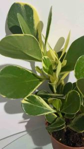 Clusia Rosea Variegata (ESTABLISHED)
