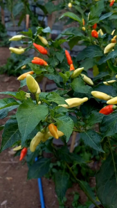 isi 100 butir benih cabe rawit ORI 212 buah super lebat harga termurah