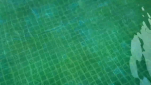 1kg Chlorine Cá Heo 70% Xử lý nước hồ bơi tẩy rong rêu siêu tiết kiệm# gói chiết 1kg