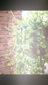 Anak pokok Creeping inchplant (one pot)