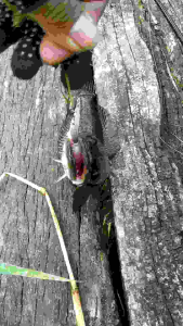 OZMY SILENCER SUPER BABY 8cm: Umpan Casting & Pancing