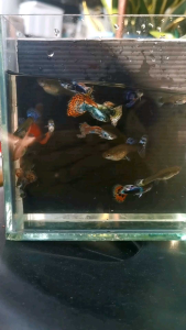 Premium Assorted Guppy 5 or 10 pairs ready breed RESTOCK EVERY FRIDAY