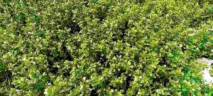 Bacopa Monnieri Aquatic Plant