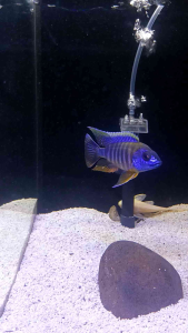 [PAKAN CICHLID] Pelet Ikan HD CICHLID floating (apung) 250 gr