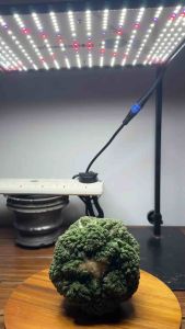 *Professional* Plant Led UV Panel |High intensity | Simulates Sunlight | Full Spectrum | UV & IR | No flickering | Energy efficient