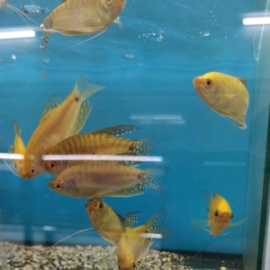 1/3/6 PIECES PACKAGE /GOLDEN GOURAMI /LIVE FISH /IKAN HIASAN /ORNAMENTAL FISH /AQUARIUM NEED /READY STOCK