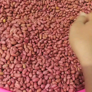 BENIH KACANG TANAH SUPER HIBRIDA KULIT MERAH 1kg