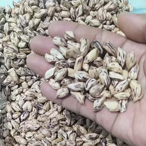 BENIH KACANG TANAH SUPER LURIK MADU (isi 50 Benih)