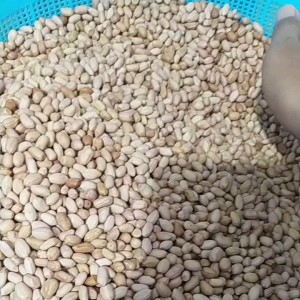 BENIH KACANG TANAH SUPER HIBRIDA UNGGUL 1kg