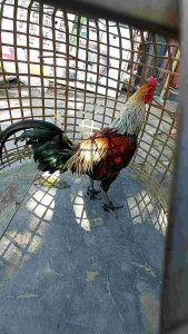 สำรวจเพิ่มเติมเกี่ยวกับรองเท้าสำหรับไก่ชนและทุกสายพันธุ์ไก่ ไซส์ S2 สำหรับไก่หนุ่มถึงพ่อพันธุ์ ที่ใช้วัสดุเหนื่อย และมีผลตอบแทนที่ดี ใช้ได้เร็วและราคาล่าต้น