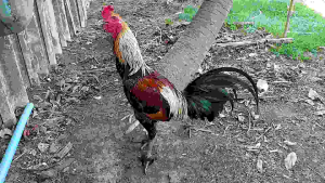 รองเท้าไก่ชน Size M1 สำหรับไก่ชน และ ไก่สวยงามชนิดทุกชนิด (ยกเว้นไก่แจ้ขนาดเล็ก)