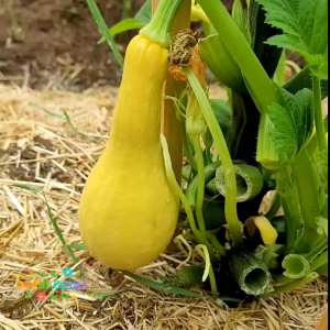 5 BUTIR BIJI/BENIH TANAMAN LABU CROOKNECK SQUASH