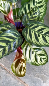 Calathea Makoyana Real Live plant 孔雀肖竹芋