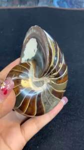เปลือกหอยงวงช้าง (Nautilus shell) ที่ขัดเงาในภาพ เป็นเปลือกหอยของสัตว์ทะเลกลุ่มเซฟาโลพอด