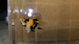 Tiger Red Head Balloon Molly Fish(Female) 红头短身气球茉莉鱼(母)❗️(Not random fish)❗️Fish same as order❗️30