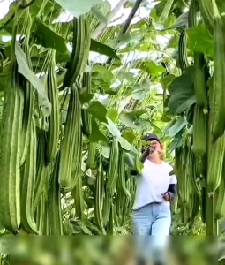 BENIH PANAH MERAH OYONG AZURA F1 (KEMASAN PABRIK)