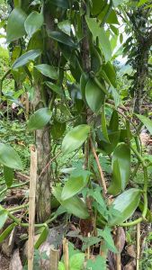 Vanilla Plant ( 80cm) Per cut