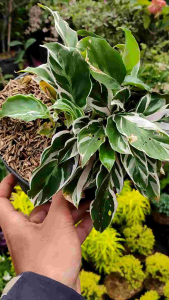 Calathea Tissu Plant / 纸纹美人蕉 / Pokok Meranti Tisu / कैलाथिया टिशू पौधा (Singapore: Calathea Tissu Plant) – Soft Texture