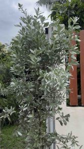 ต้นกระดุมไม้ใบเงิน ใบสีเงิน ฟอร์มสวย ทนแดด เทียบเท่าขนาดกระถาง15นิ้ว