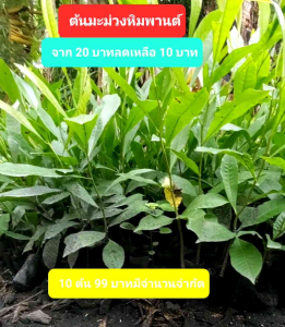 10 ต้น 200 บาท หมอน ม่วง หิมพานต์ การฉีด 99 ฿ ต้นมะม่วงหิมพานต์ 10ต้น 200บาท ลดเหลือ