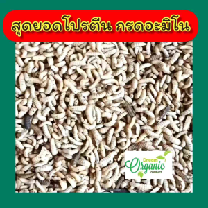 หนอนแมลงวันลาย หนอนอาหารสัตว์ หนอนโปรตีนสูง หนอนแม่โจ้ หนอนBSF ลงขายใหม่ ครับ