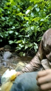 madu hutan madu Apisdorasta madu sialang