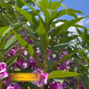 [Virladia Seeds] Biji Benih tanaman Bunga Pacar Air Mix