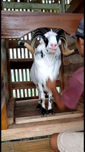 Sisir stainless domba omyok gomres bahan awet dari besi tahan karat