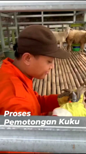 Gunting kuku domba murah garut serbaguna super tajam dan kuat