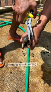 Gunting kuku domba garut serbaguna super tajam dan awet