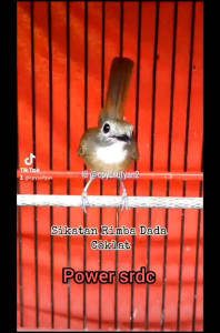 vitamin power srdc penggacor burung srdc bahan hutan dan macetan. jadi gacor setiap hari