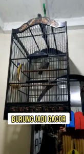 vitamin cucak Rowo vit voice ( penggacor burung cucak Rowo) macet bunyi habis mabung / sangkar jatuh / tangkapan hutan mh