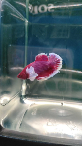 (Boleh pilih) Salamander purple Male Junior Ikan laga Betta
