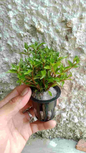 Staurogyne Sp. Porto Velho 15 batang Tanaman Aquascape