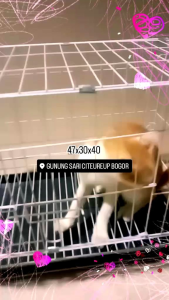 kandang kucing ukuran 48x30x40