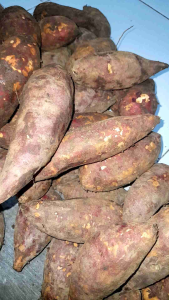 UBI ORANGE MANIS ENAK KEMASAN 1KG MAKANAN SEHAT MAKANAN DIET